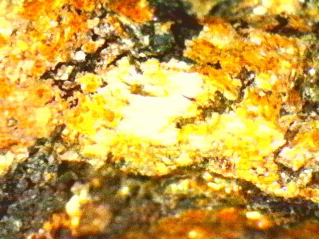 Gold Ore Specimen / Visible Gold
