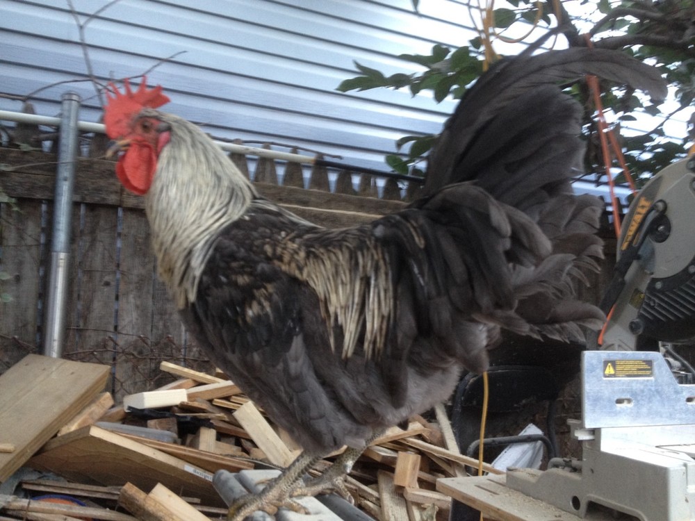 ISBAR  ( SILVERUUD ) 100% PURE TYPE ( 12 ) HATCHING EGGS