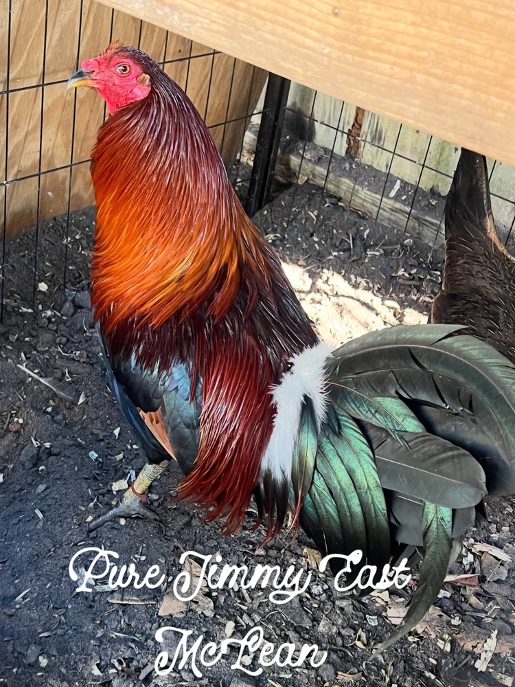 Six pure McLean hatching eggs