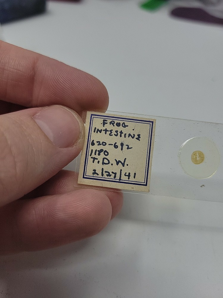 Vintage Microscope Slide 1941