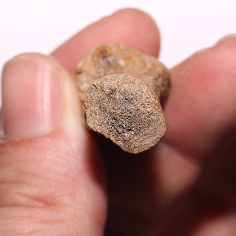 Dinosaur Chevron Bone End Piece - Hell Creek Formation Cretaceous
