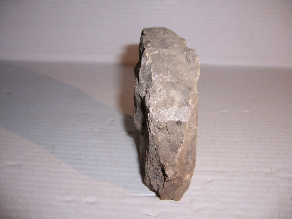 Lepidodendron Mississippian Period Fossilized Tree Root