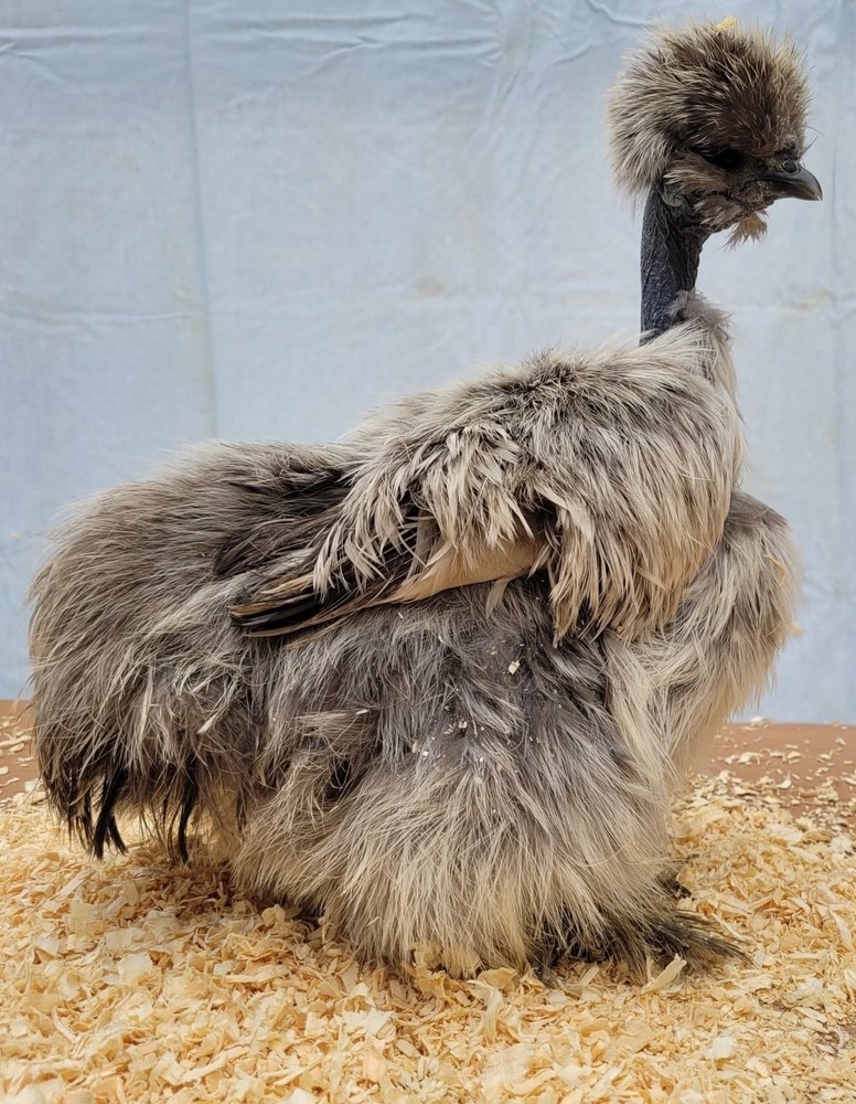12+2 Silkie Hatching Eggs Npip