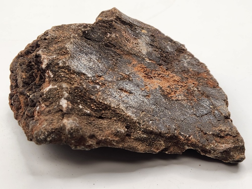 Unknown Dinosaur Bone Fossil (Coracoid?) - Morrison Fm. - UT - Jurassic