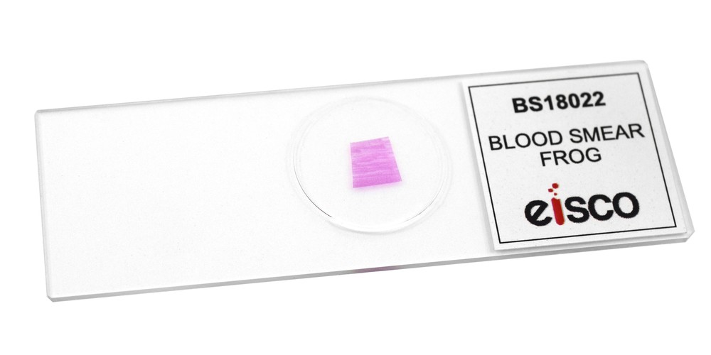 Frog Blood Smear, Prepared Microscope Slide - 75x25mm - Eisco Labs