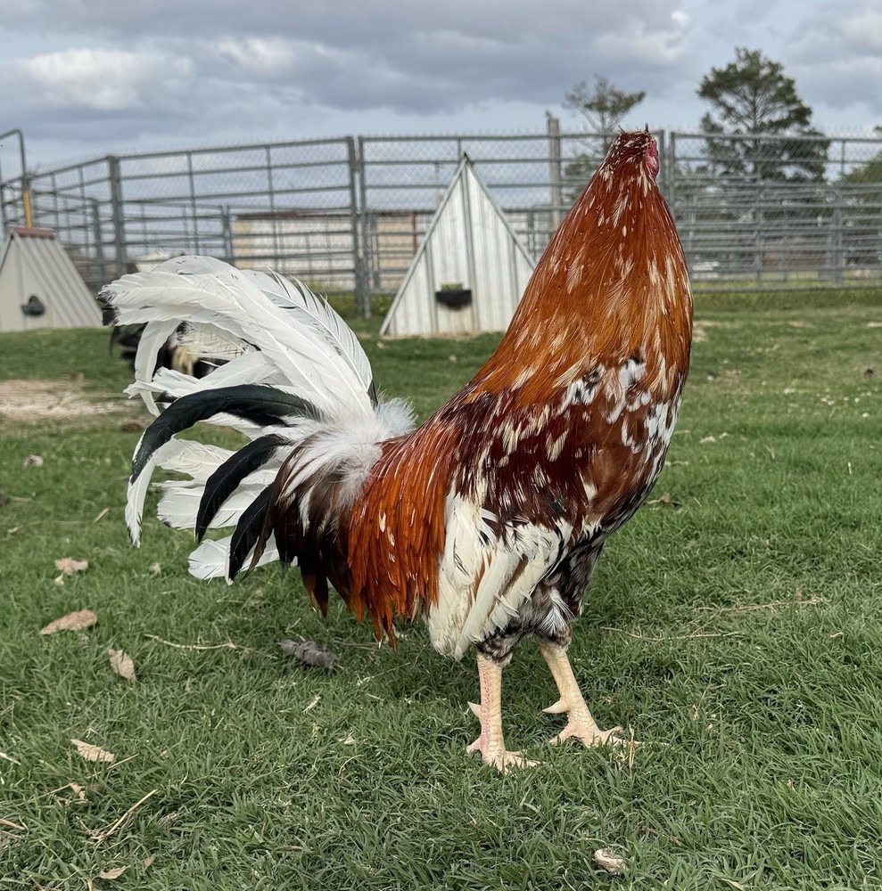 Chicken Hatching Egg