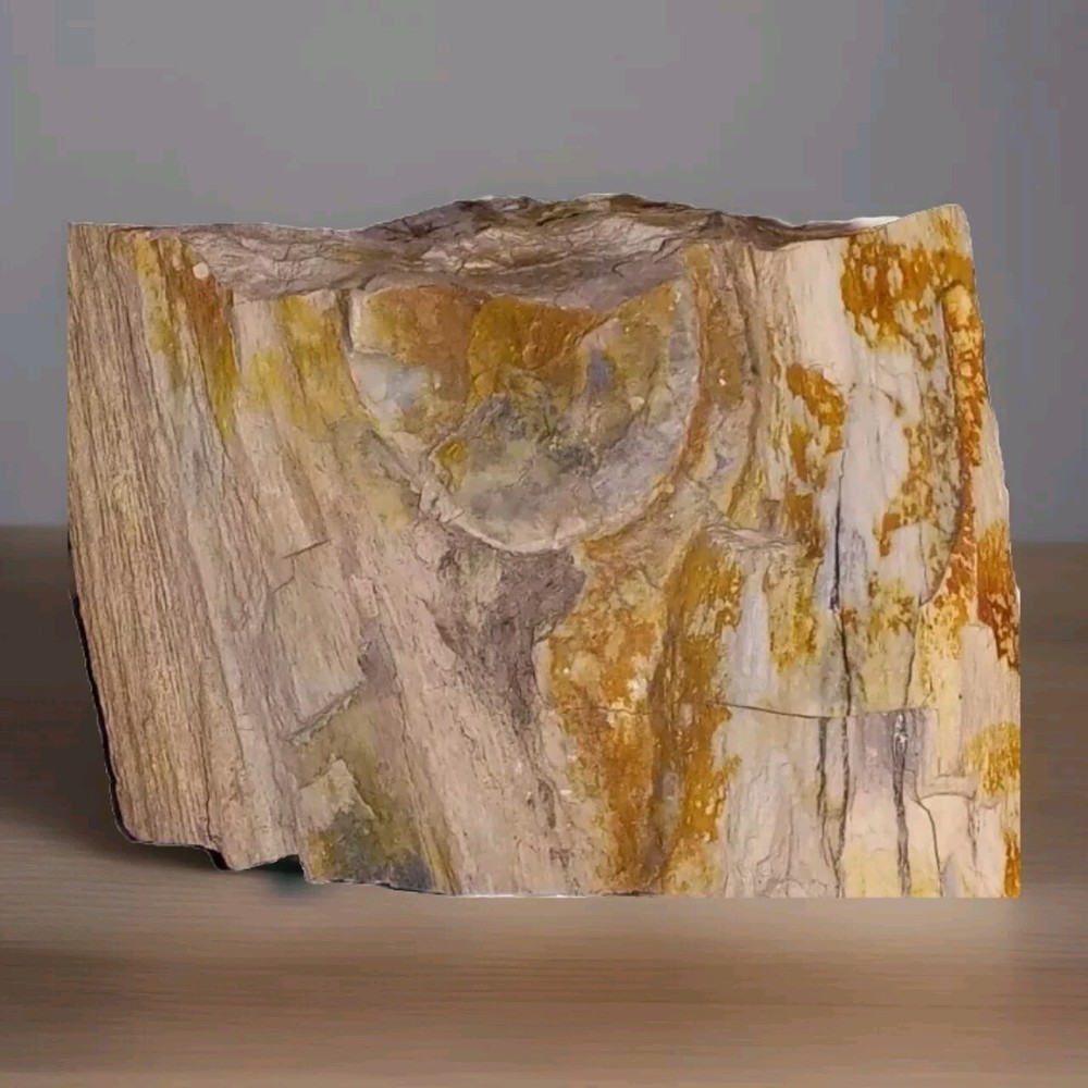 Petrified Fossilized Wood Rough 1+lbs