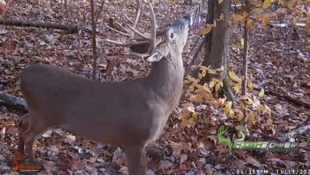 The Ultimate Licking Branch