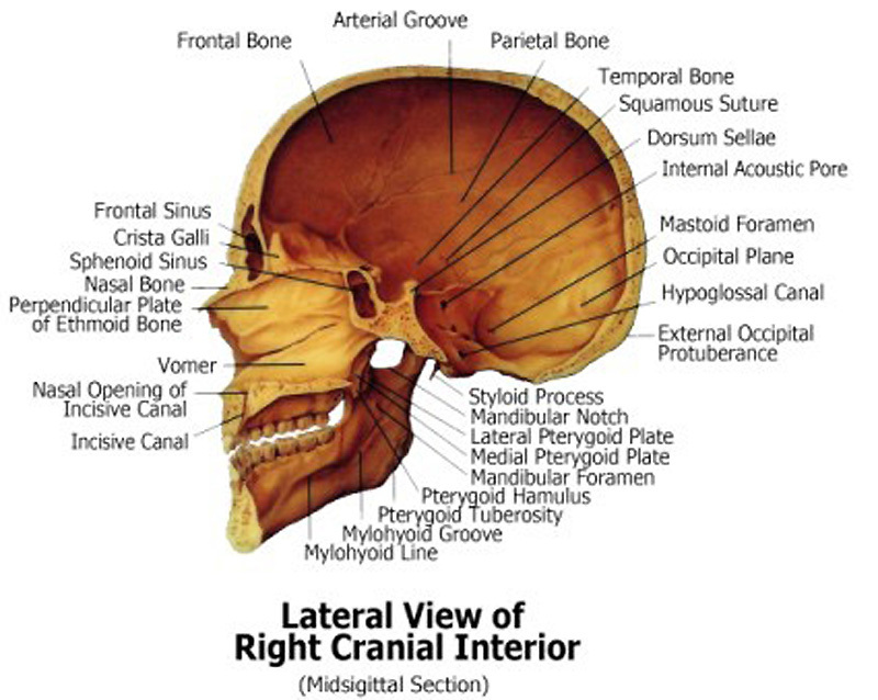 Human Skull Anatomical Chart Models Skulls, NEW