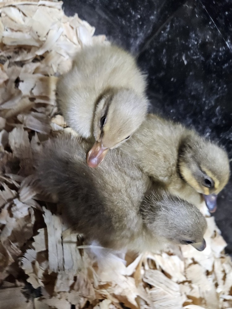 Muscovy Duck Hatching Eggs 12