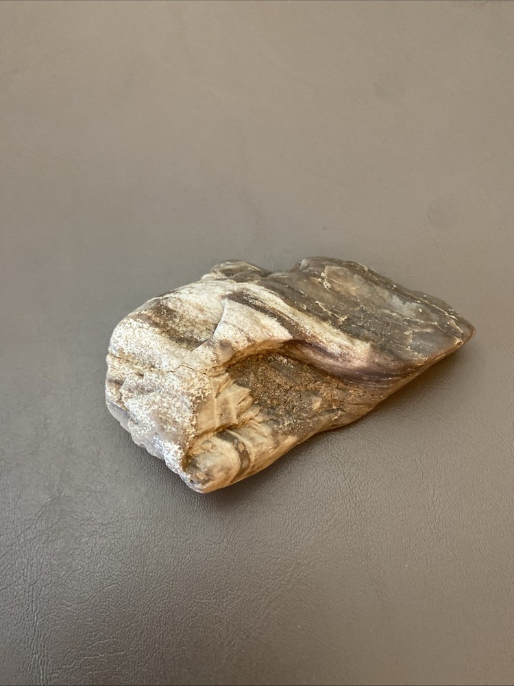 Petrified Wood