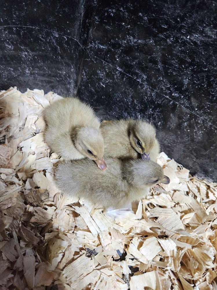 Muscovy Duck Hatching Eggs 12