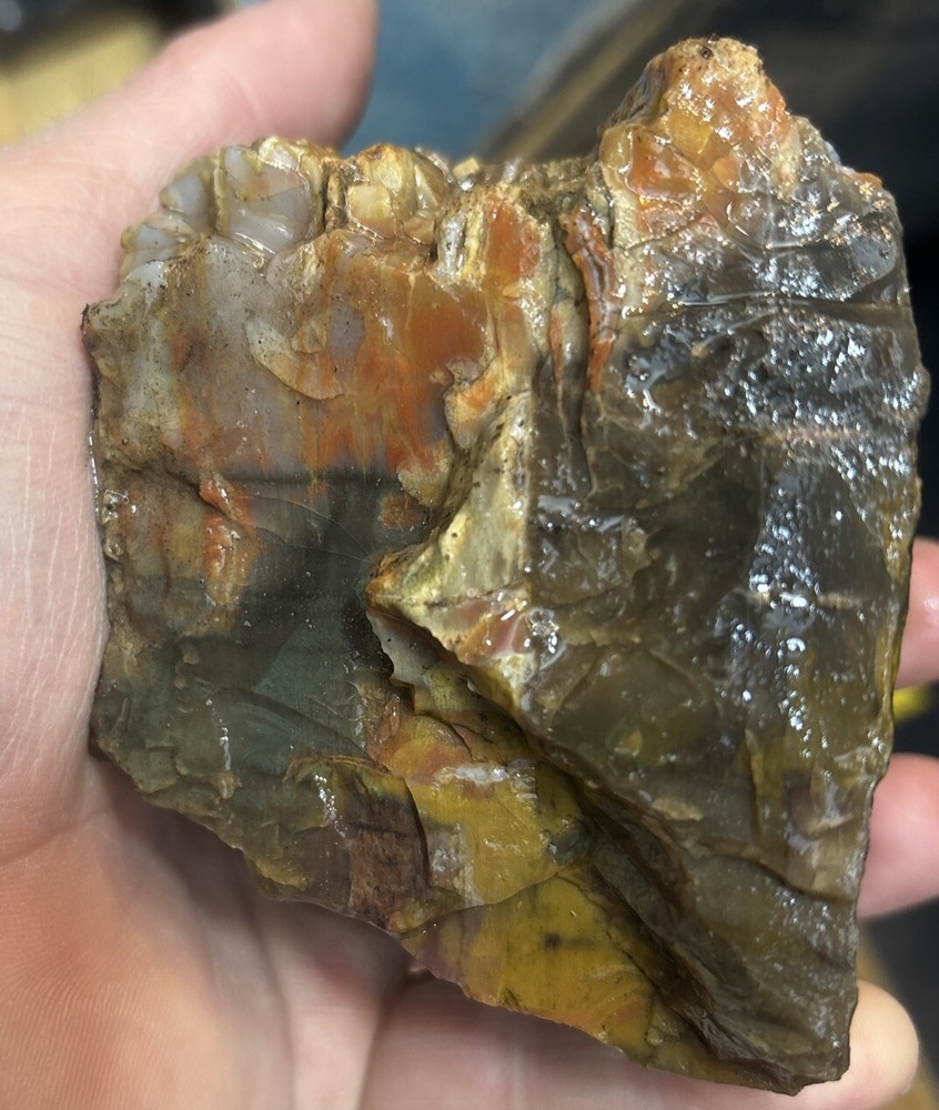 Colorful petrified wood
