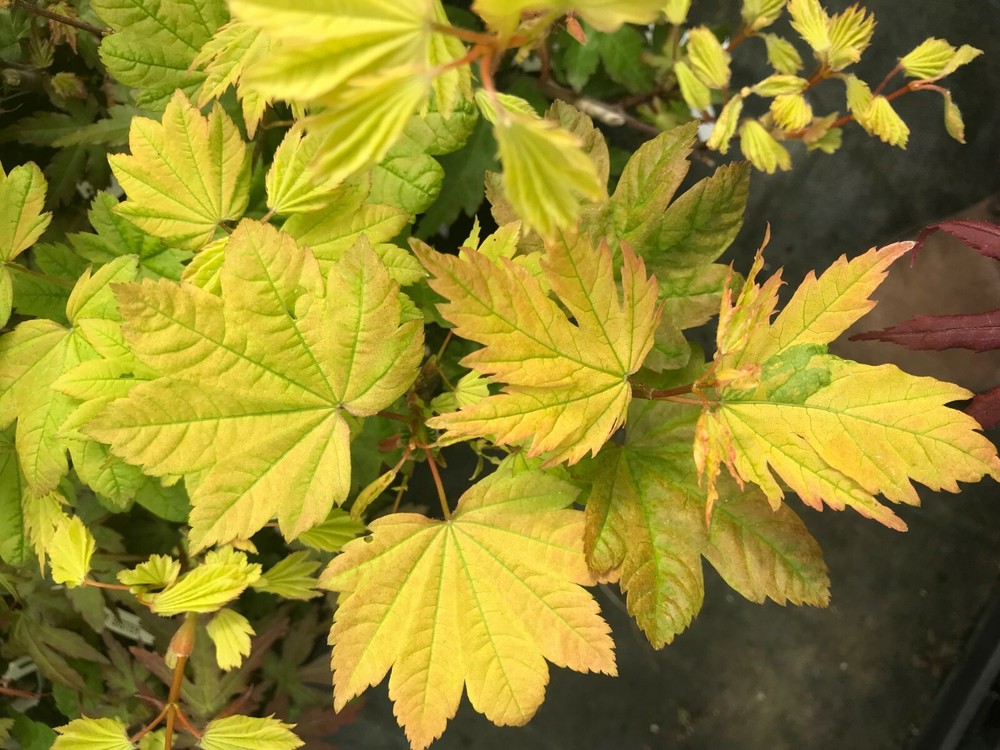 Japanese Maple SUNNY SISTER