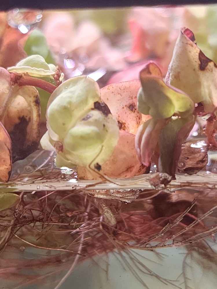 3 oz cup Red Root Floaters