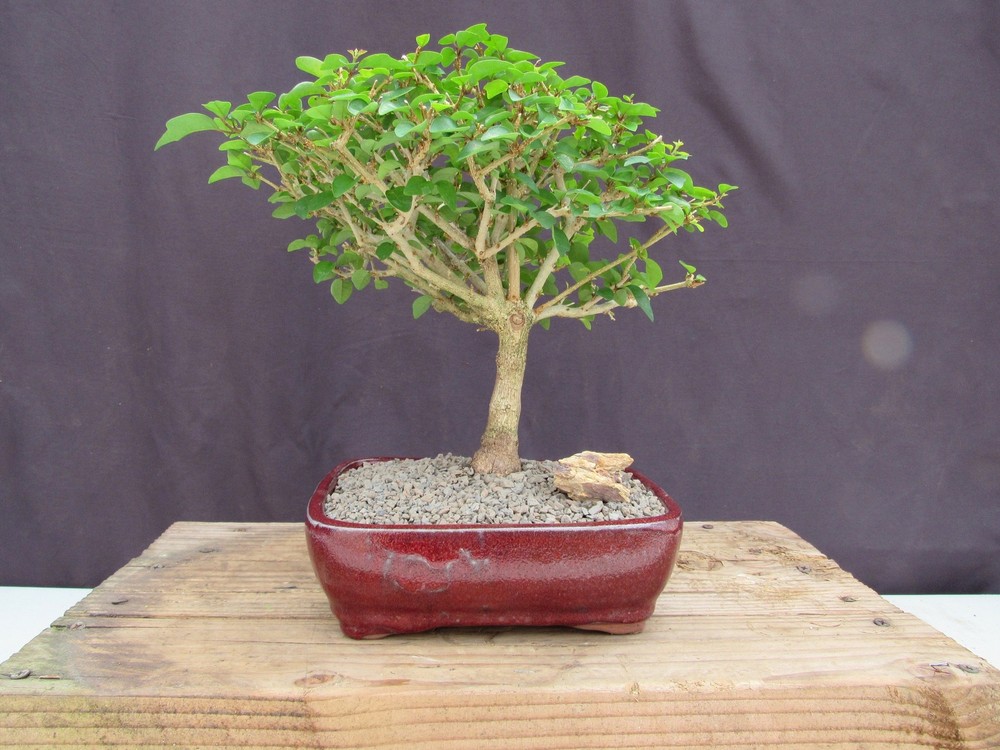 Large Flowering Parrot Beak Bonsai Tree