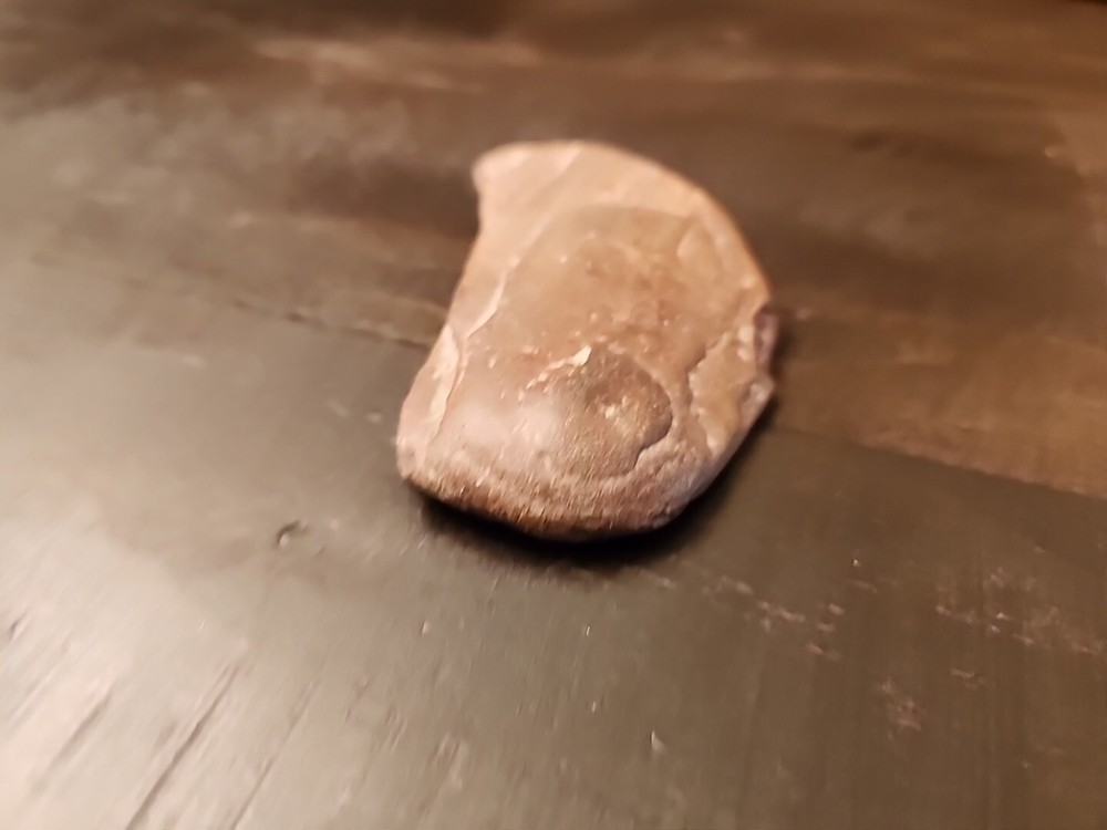 3" Natural Fossil