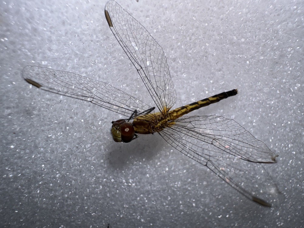 SMALL YELLOW DRAGONFLY # 1