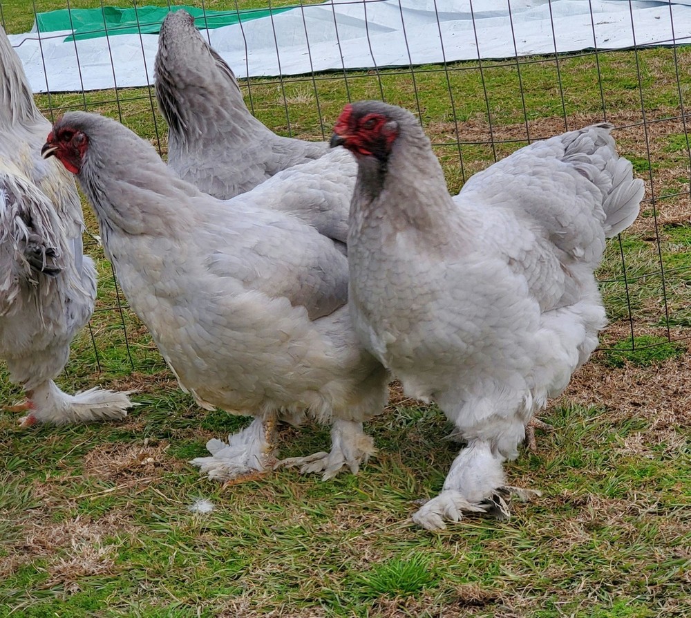 8+  Lavender Brahma Hatching Eggs