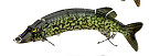 The classical multistage bionic lure