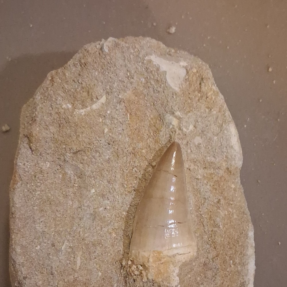 Fossilized Dinosaur Tooth Embedded in Matrix Prehistoric Fossil Specimen