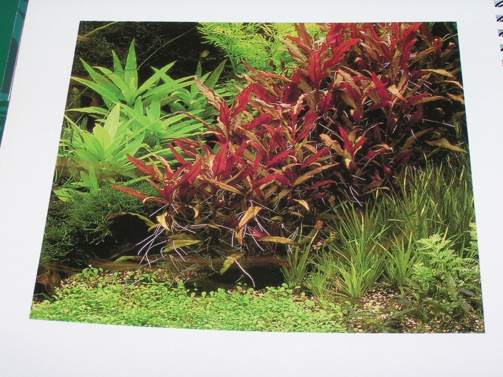 Groundbreaking Tropica Aquarium Plants by Holger Windelov Plant Reference Work