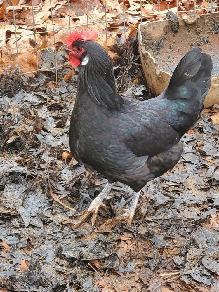 12 Rare Black Penedesenca Hatching Eggs