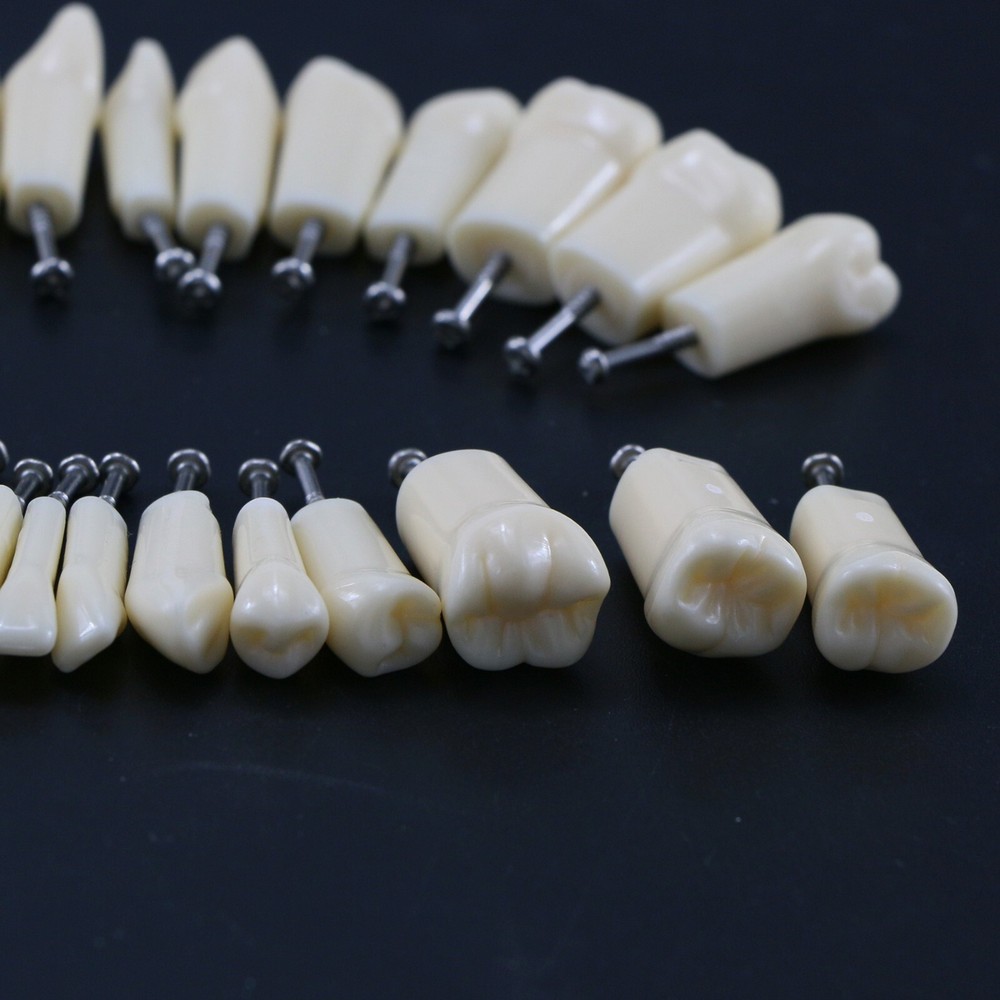 AG3 Type Dental Typodont Replacement 32PCS Screw-in Teeth Model Frasaco M8022