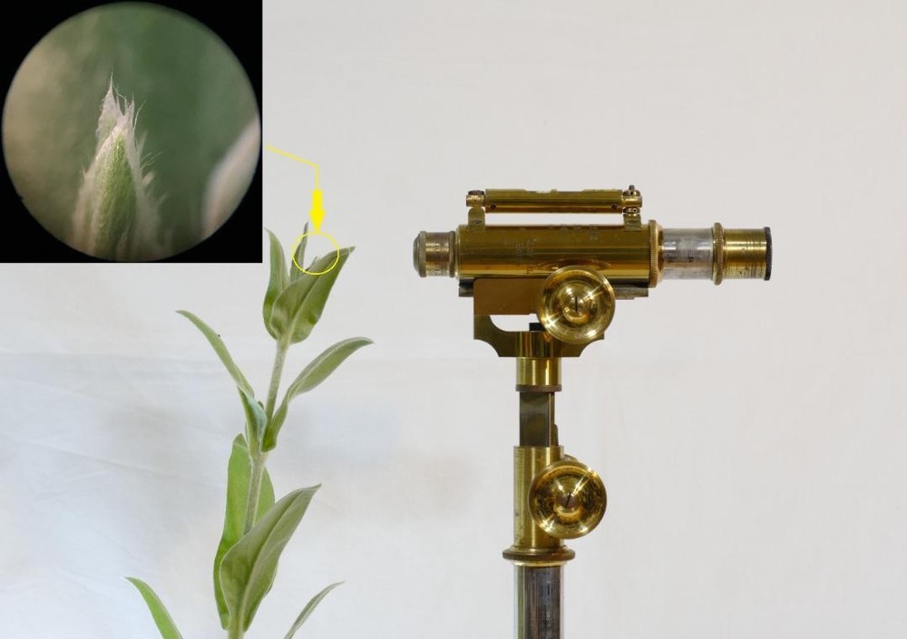 microscope antique Ernst Leitz vertical reading microscope