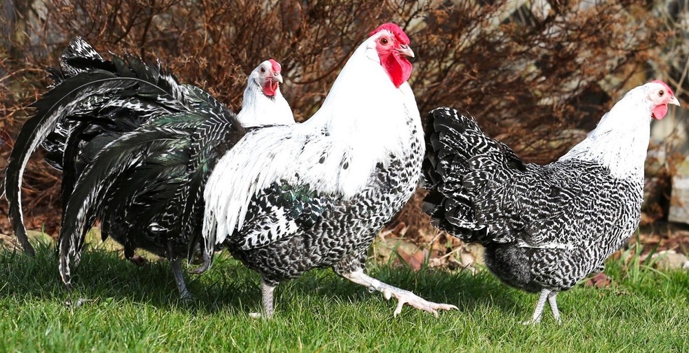 10++ NPIP Silver Deathlayer Hatching Eggs - Read Description - Lemon Possible