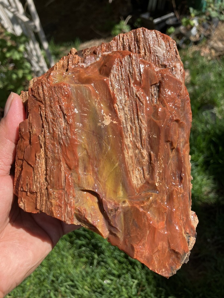 Arizona Petrified Wood