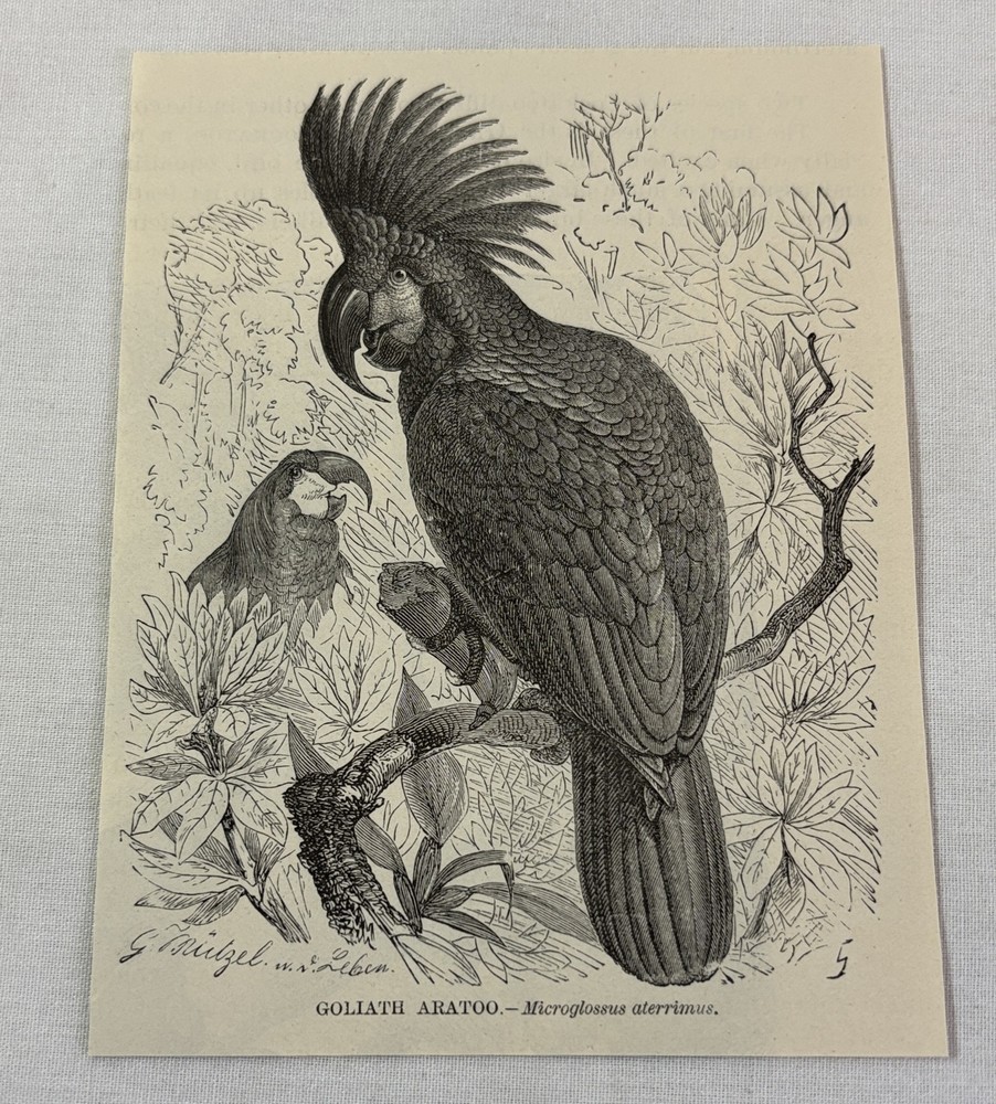 1885 book engraving ~ GOLIATH ARATOO