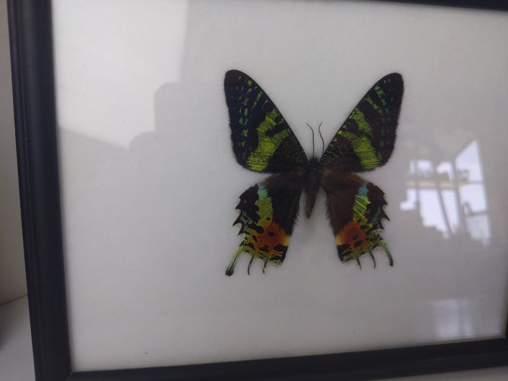 REAL MADAGASCAR SUNSET MOTH CHRYSIRIDIA RHIPHEUS FRAMED