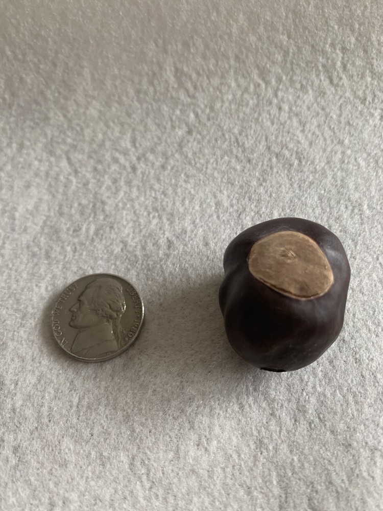 Lucky Buckeye nut - Horse Chestnut