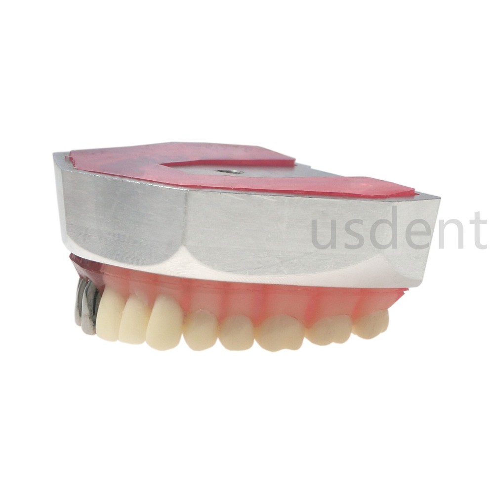 Dental Teeth Model With Restoration Learning and Teaching Demonstrate M6004