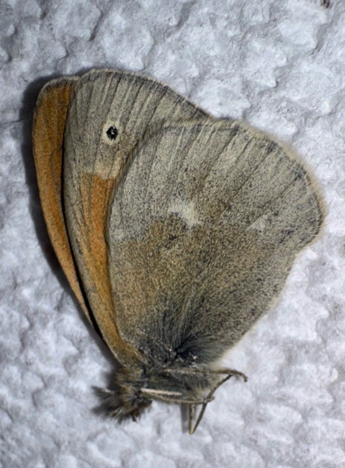 JSRNS - Coenympha tullia NH 3
