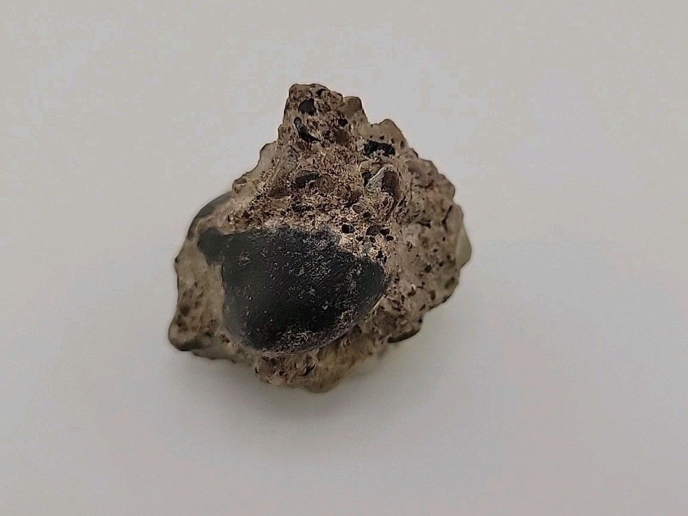 Real Permineralized Reptile Egg Fossil