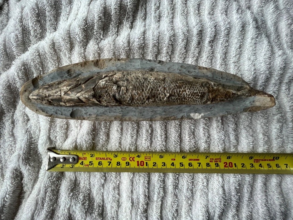 fossil fish very nice details 