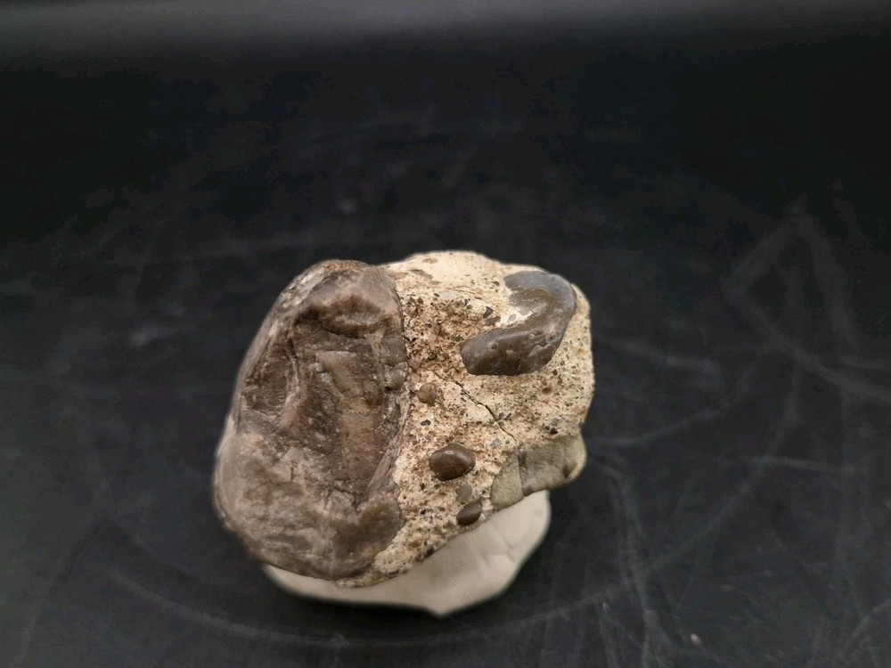Real Egg Fossil Mullusk Snail In Stone Matrix