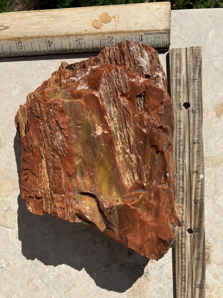 Arizona Petrified Wood