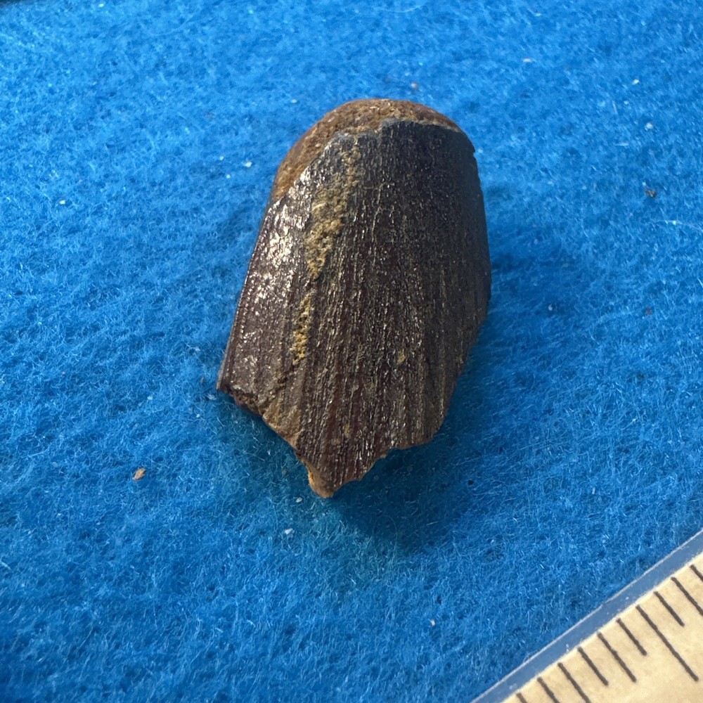 Spinosaurus Extinct Dinosaur Partial Tooth Fossil in Display Case