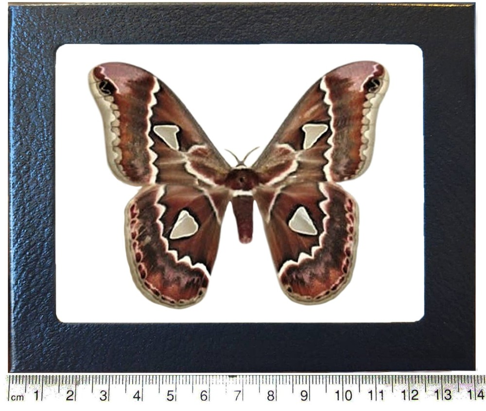 Rothschildia cincta saturn moth Arizona FRAMED