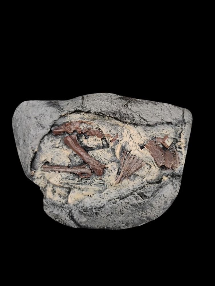 Hadrosaur Embryonic Skeleton Cast With Egg Shell-...