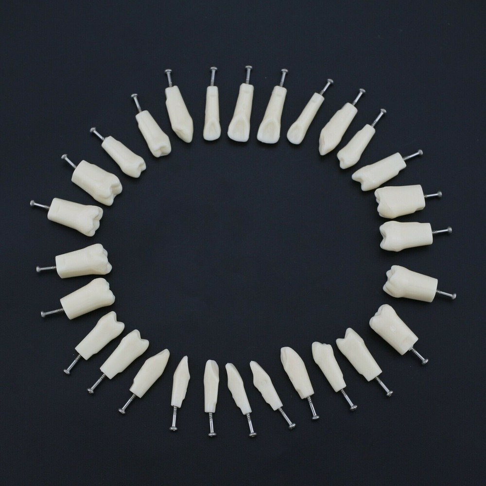 28 Pcs/Bag Dental Teaching Study Model Replacement Screw-in Teeth Tooth Grain