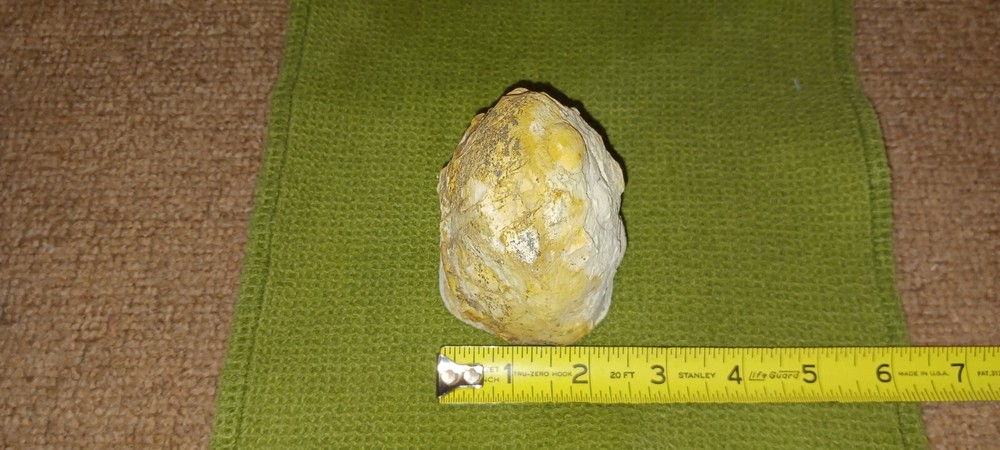 Saddle Mountain Petrified Wood Polished Limb
