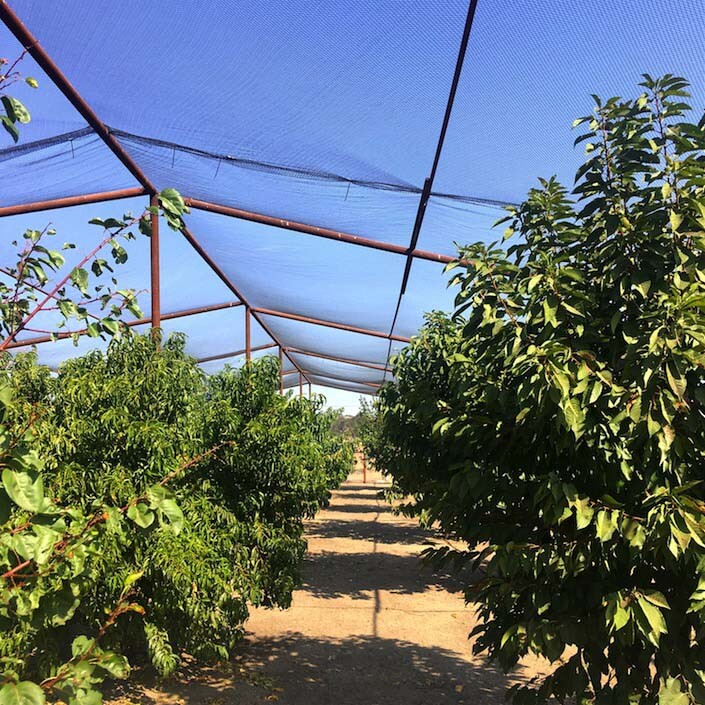 AviGard Knotted Bird Netting for Crop Structures Year Round for Fruit & Berries