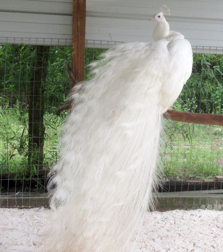 *5* Peacock Peafowl Hatching Eggs Variety Pack! *Ready Now* *NPIP*