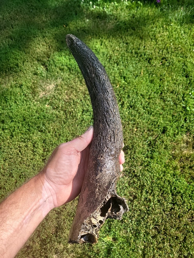 Historic Bison Horn Core Partial Skull river find