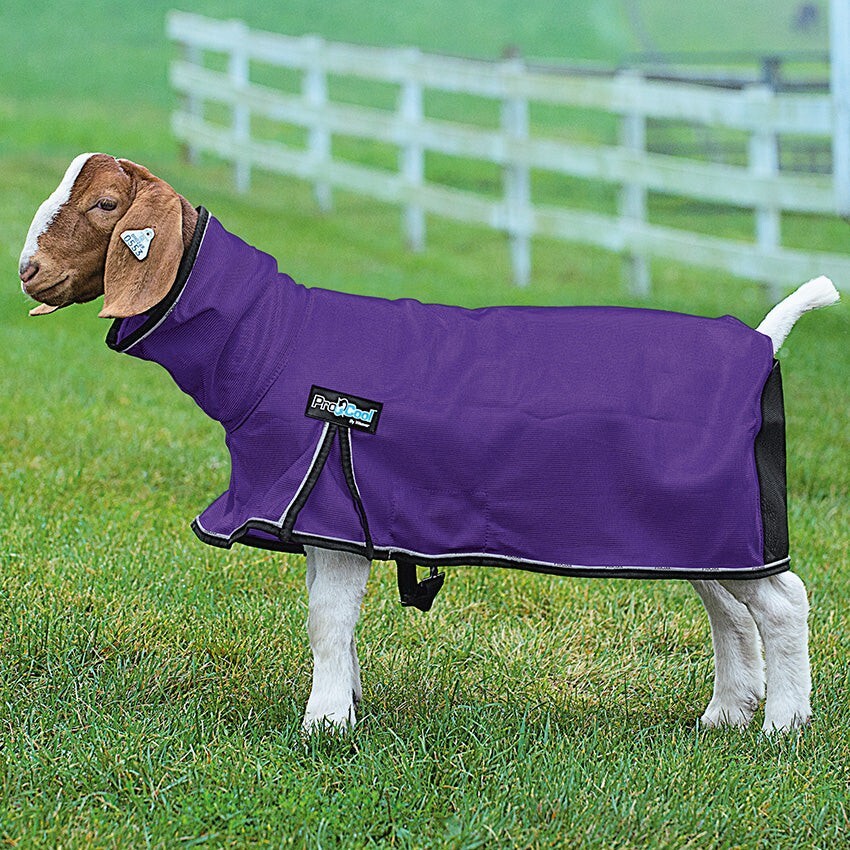 Procool Goat Blanket Xsmall Purple