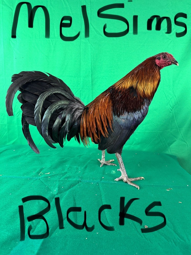 14 - Chicken Hatching Eggs